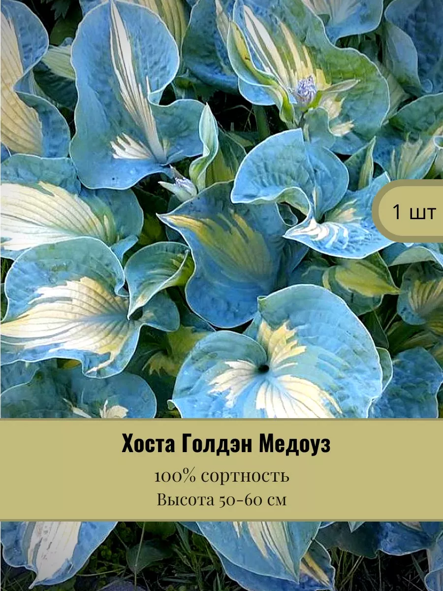 Хоста Саженцы Цветов Время Сажать 215205106 купить за 396 ₽ в  интернет-магазине Wildberries