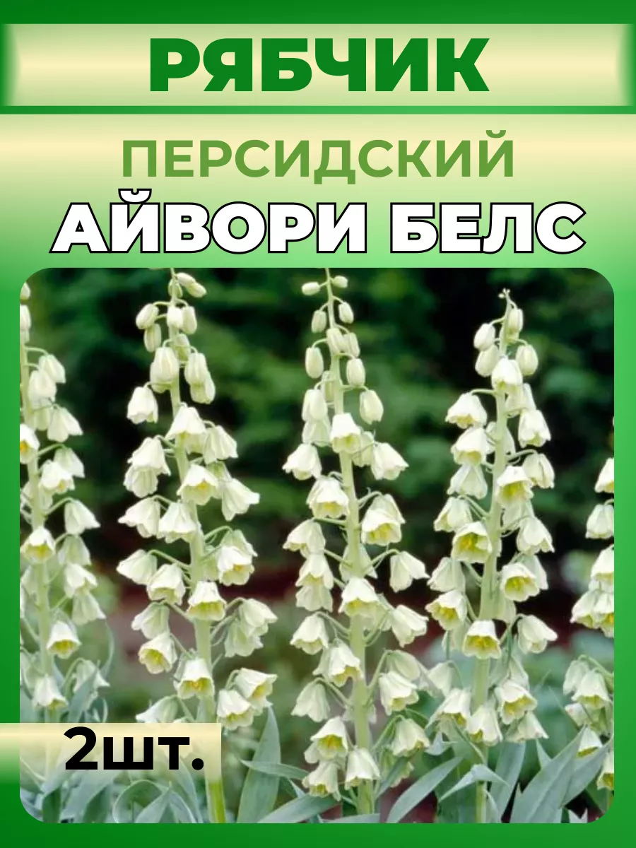 Купить Луковицы Рябчиков Недорого