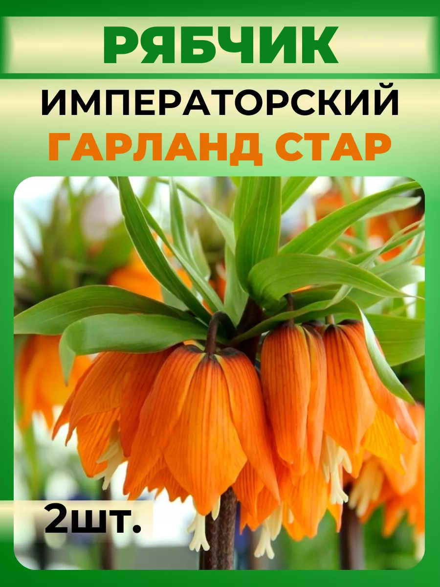 Купить Луковицы Рябчиков Недорого
