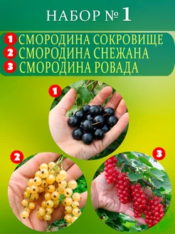 Саженцы Смородины Набор №1 Крымский Питомник Растений 215428621 купить за 440 ₽ в интернет-магазине Wildberries