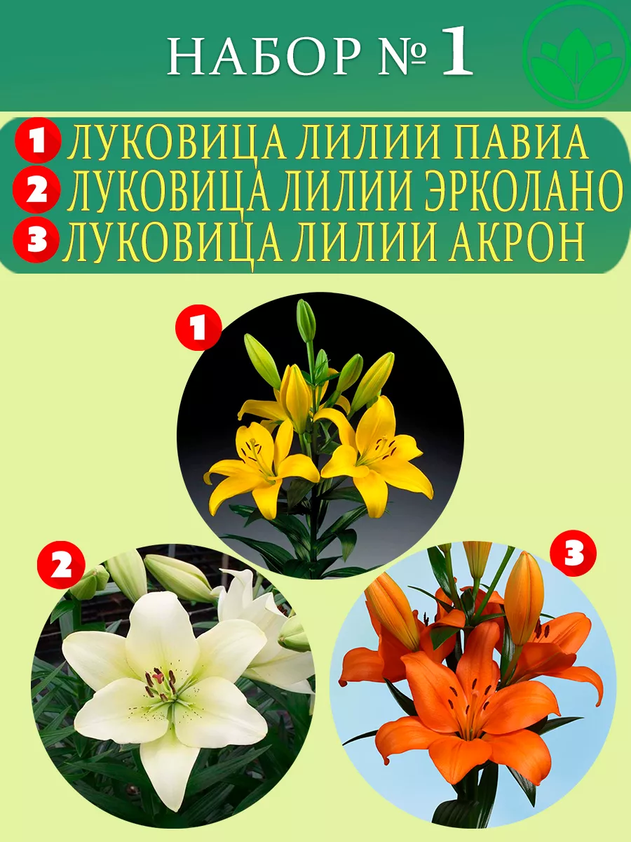 Луковицы Лилии Набор №1