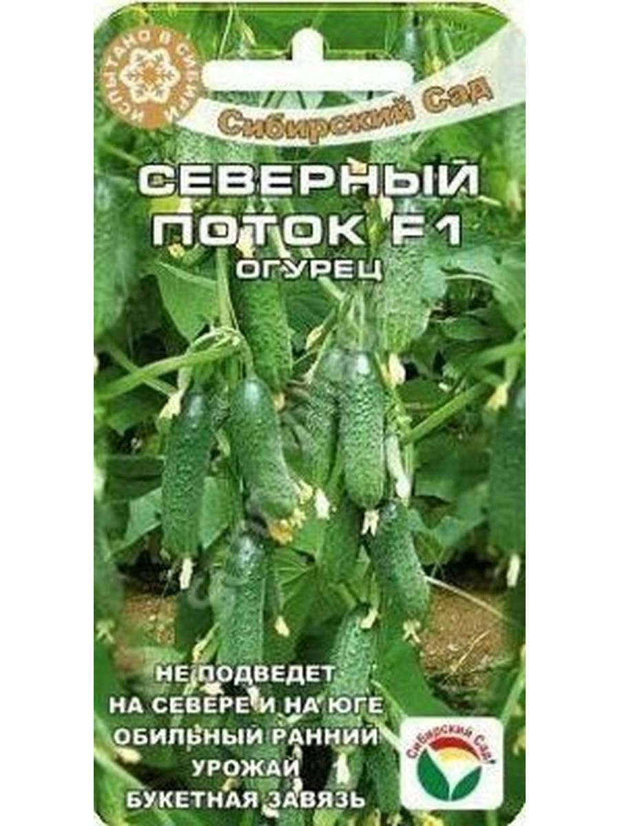 Огурец Алтайский пучок. Китайский огурец Северный поток. Огурец Новосибирский описание.