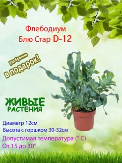 Папоротник Флебодиум Блю Стар D12 Это наш сад 215925564 купить за 1 932 ₽ в интернет-магазине Wildberries