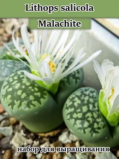 Lithops salicola Malachite (набор для выращивания литопсов) Стильные горшочки 216047152 купить за 357 ₽ в интернет-магазине Wildberries