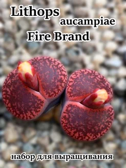 Lithops aucampiae - Fire Brand (набор для выращивания) Стильные горшочки 216174507 купить за 357 ₽ в интернет-магазине Wildberries