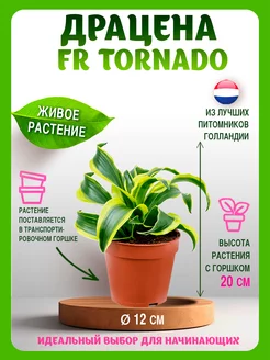 Комнатное растение Драцена Fr Tornado гор 12 выс 25 Планета Лета 216177321 купить за 2 144 ₽ в интернет-магазине Wildberries