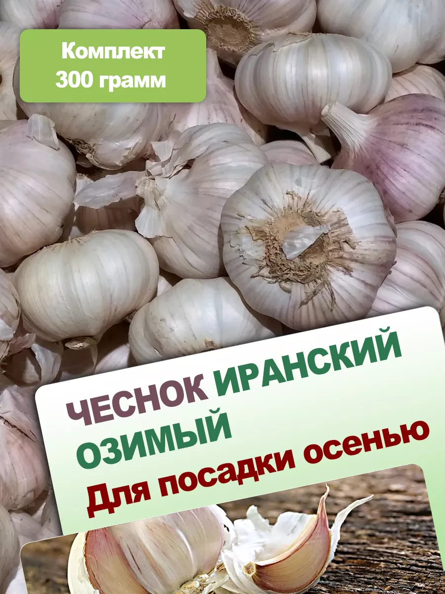 Чеснок на посадку весной яровой сорт Иранский 0.3 кг 216311033 купить за  361 ₽ в интернет-магазине Wildberries