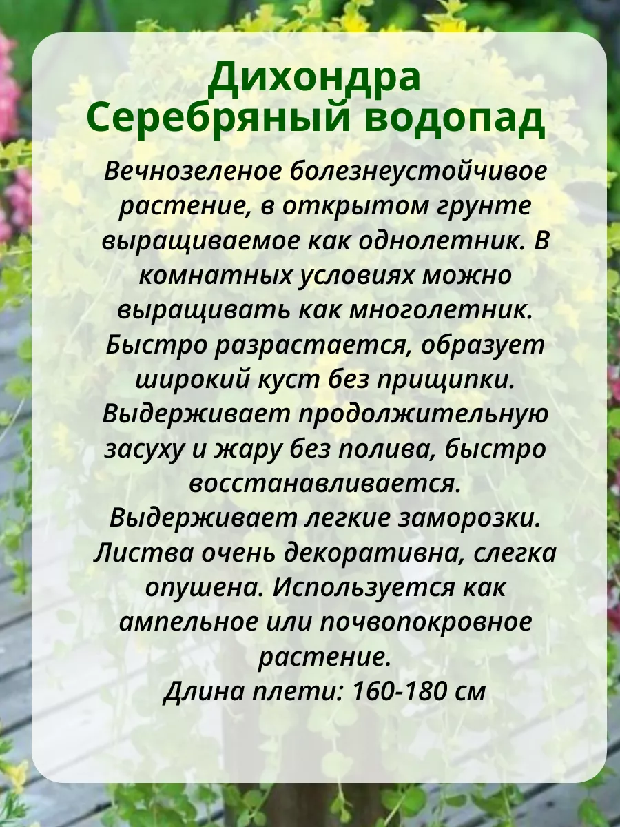 Семена Дихондра Серебряный водопад АЛТ Среди цветов Воронеж 216378456  купить за 255 ₽ в интернет-магазине Wildberries