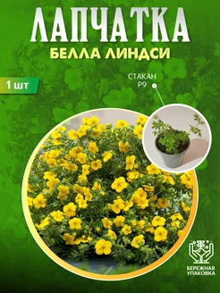 Лапчатка Белла Линдси Пышный Сад 216567260 купить за 468 ₽ в интернет-магазине Wildberries