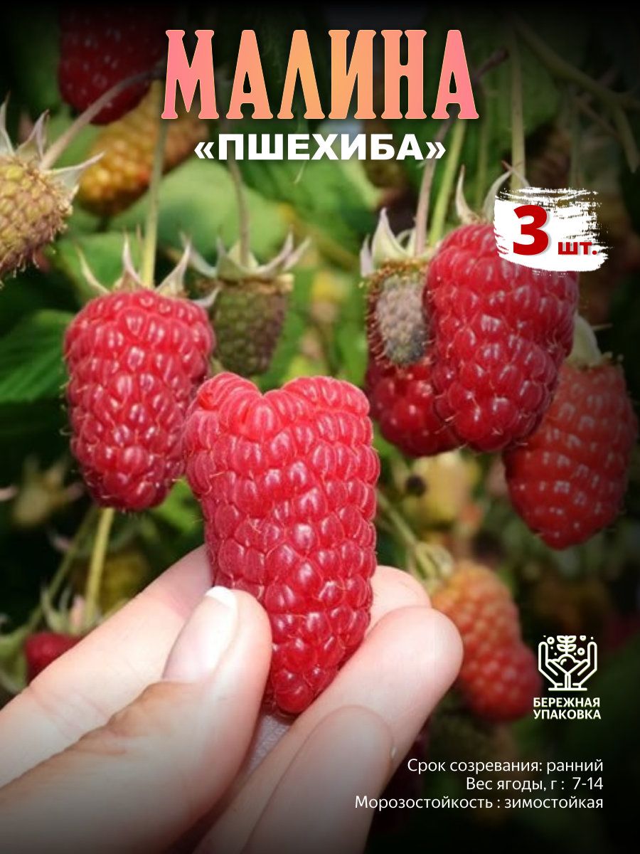 Малина Пшехиба Пышный Сад 216620373 купить в интернет-магазине Wildberries