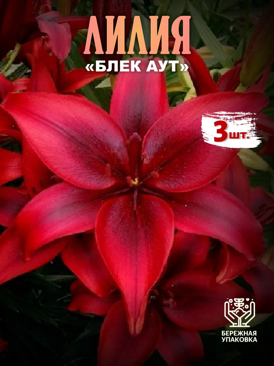 Лилия Блек Аут