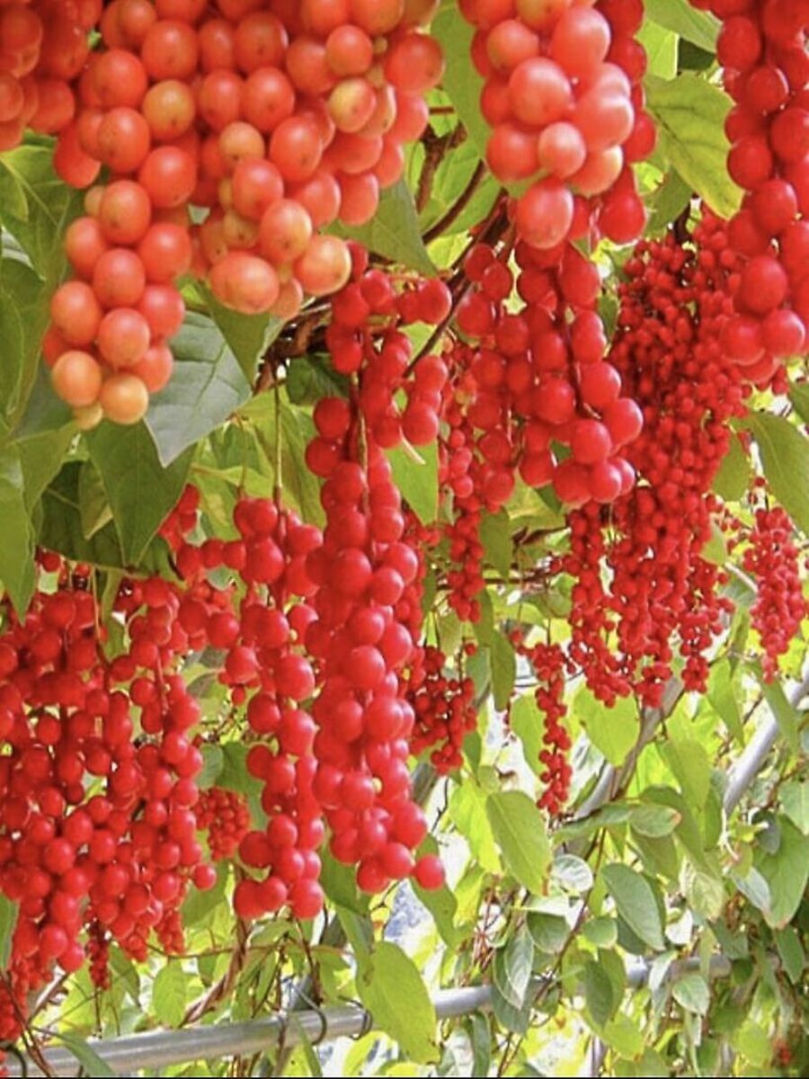 Лимонник цветущий. Саженцы лимонник китайский. Schisandra chinensis.