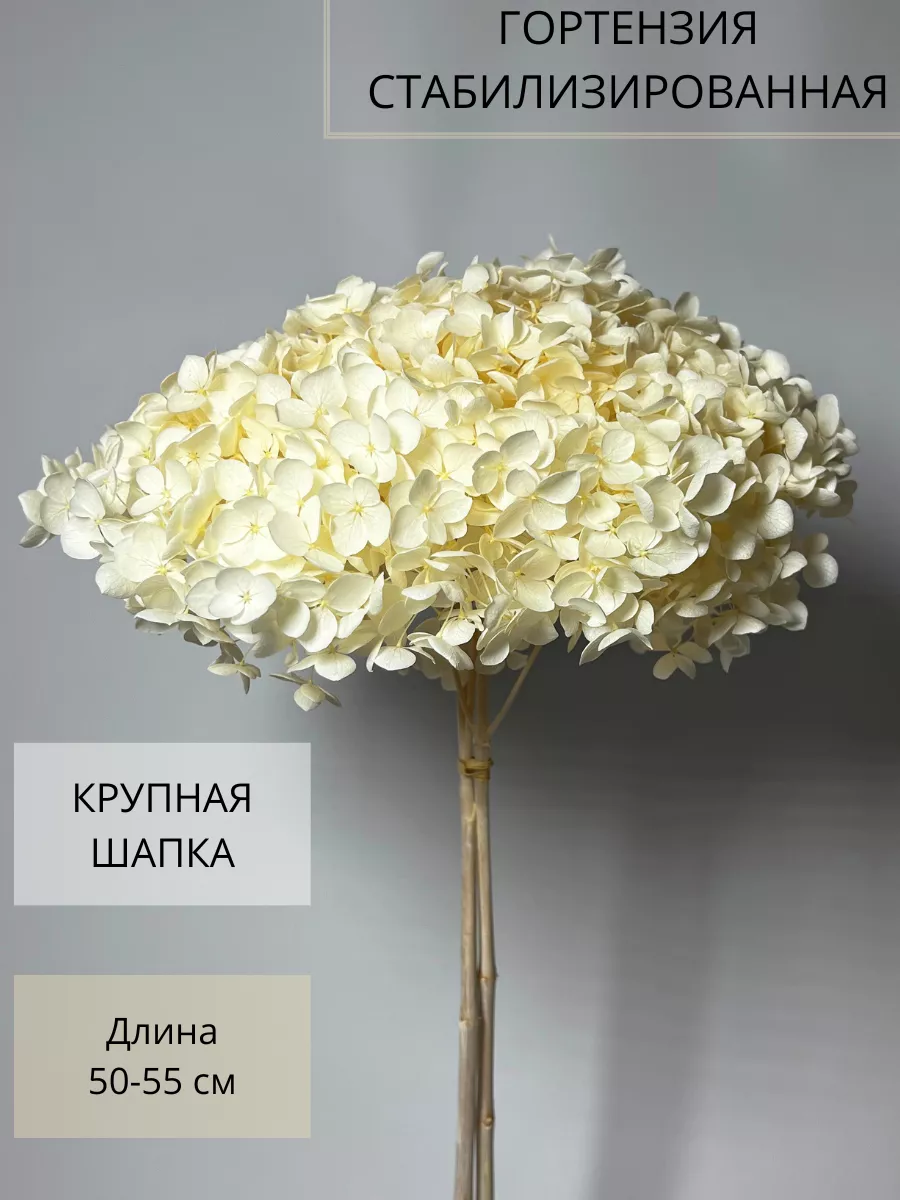 Гортензия...
