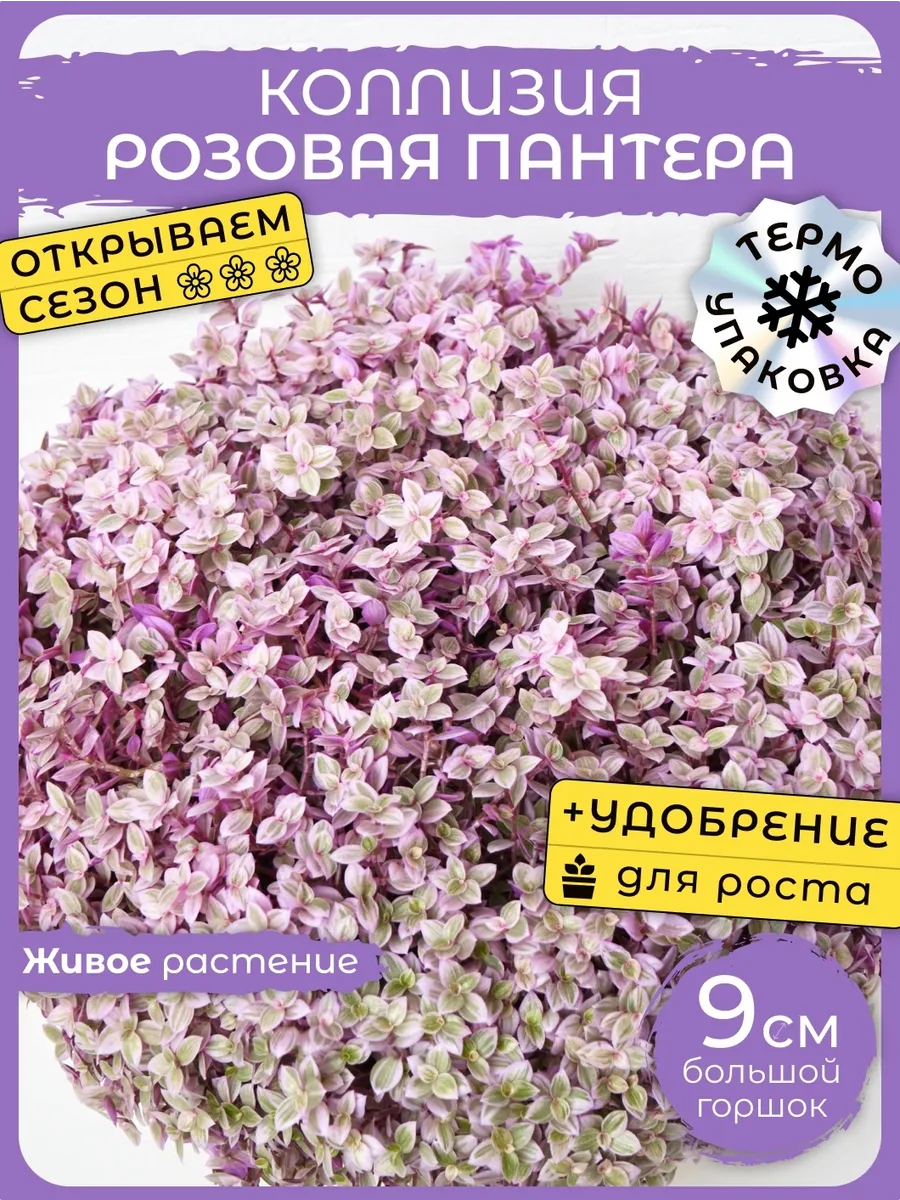Комнатные живые растения...
