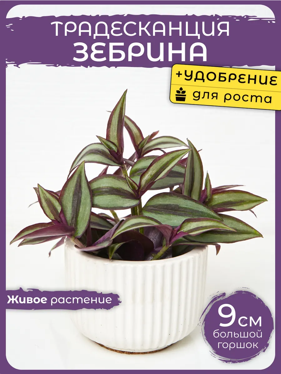 Комнатные живые растения цветы Традесканция Зебрина г