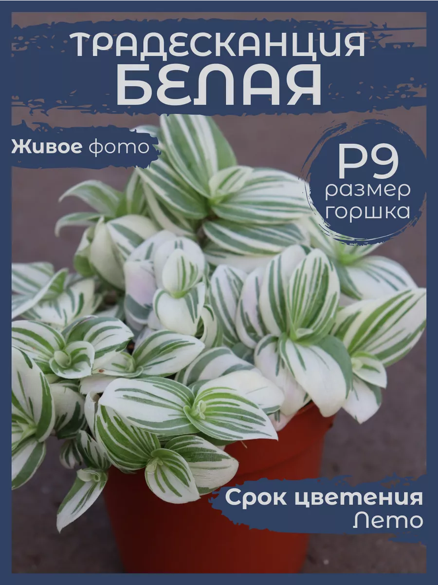 Традесканция Белая Горшок Сад Натали 217373191 купить за 374 ₽ в  интернет-магазине Wildberries