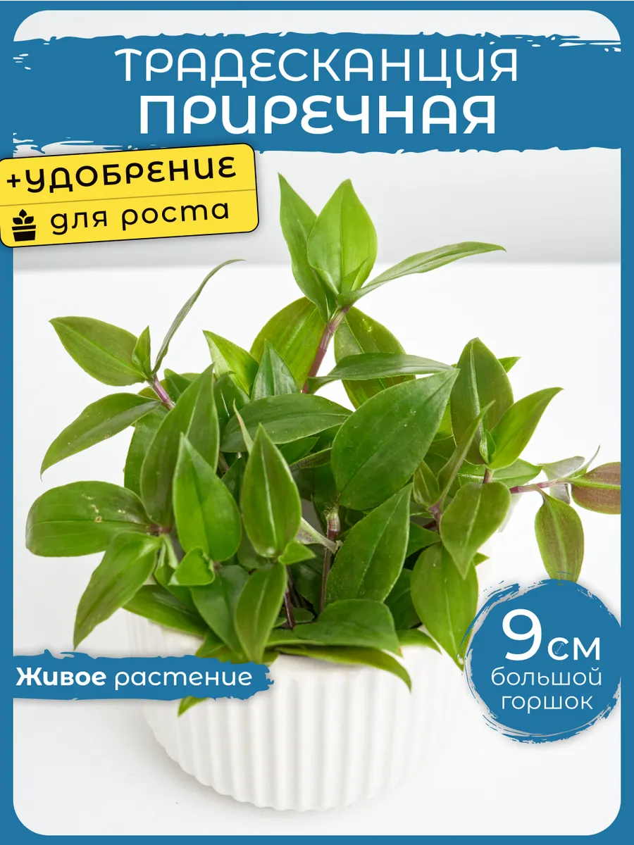 Комнатные растения живые цветы Традесканция Приречная г