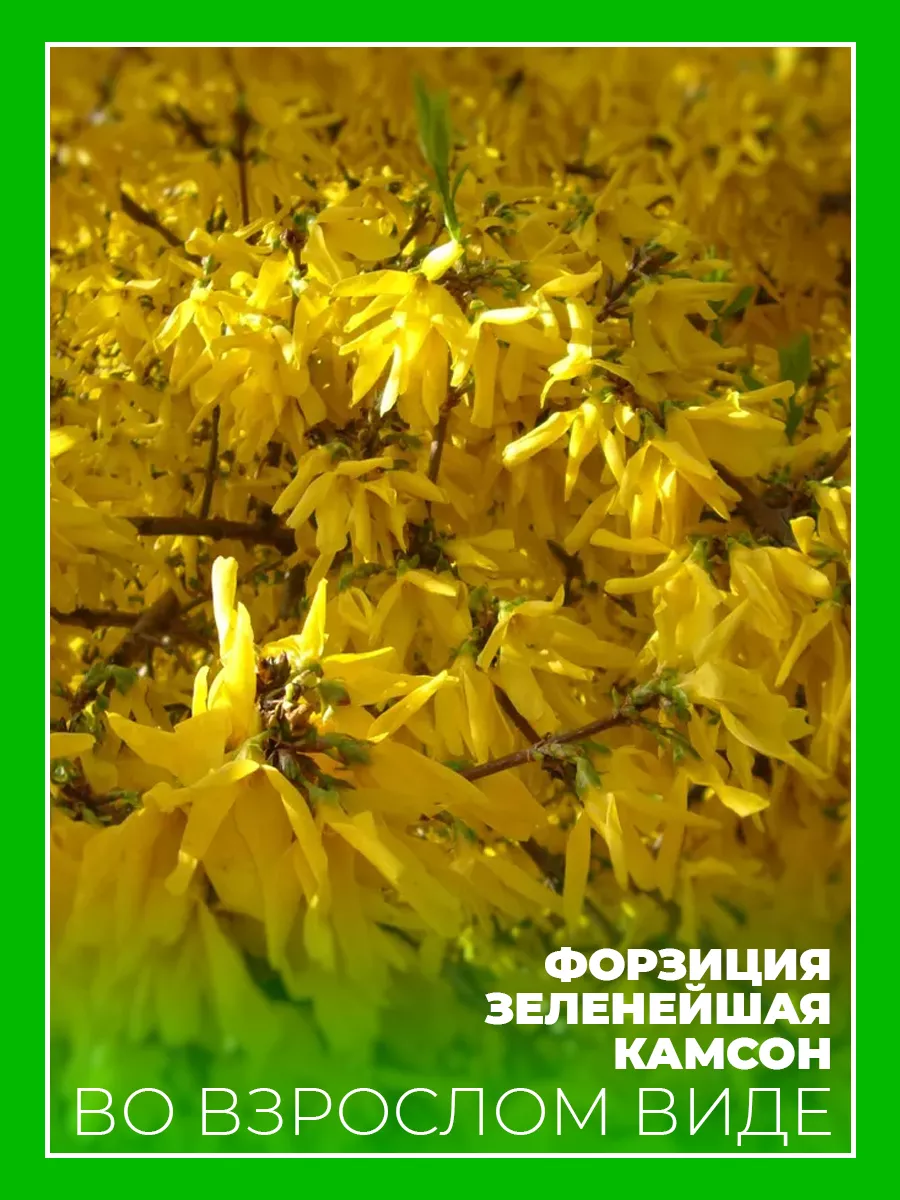Форзиция Камсон саженец