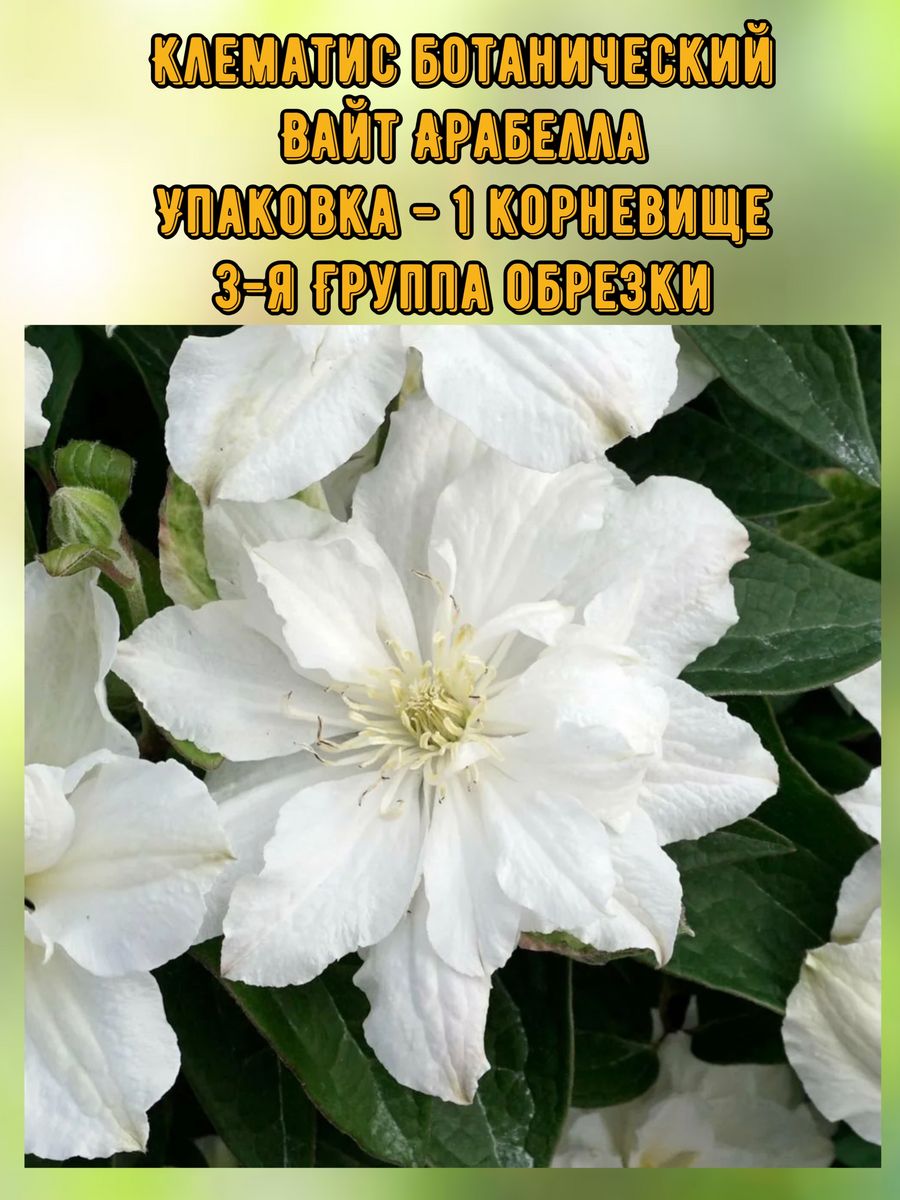 Клематис арабела. Клематис White Arabella.