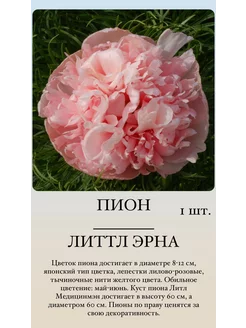 Пион саженцы многолетних цветов Букет любви 217457815 купить за 577 ₽ в интернет-магазине Wildberries
