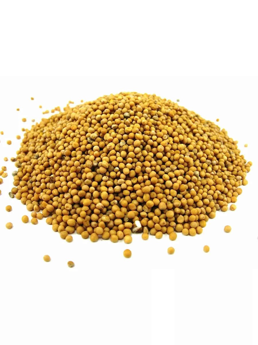 Горчица семя. Горчичные семена. Сидерат горчица белая. Горчица белая 1 кг. Семя горчицы сколько.