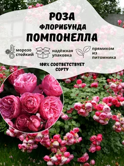 Саженцы цветы Роза Помпонелла ОНЛАЙН САД 217570276 купить за 478 ₽ в интернет-магазине Wildberries