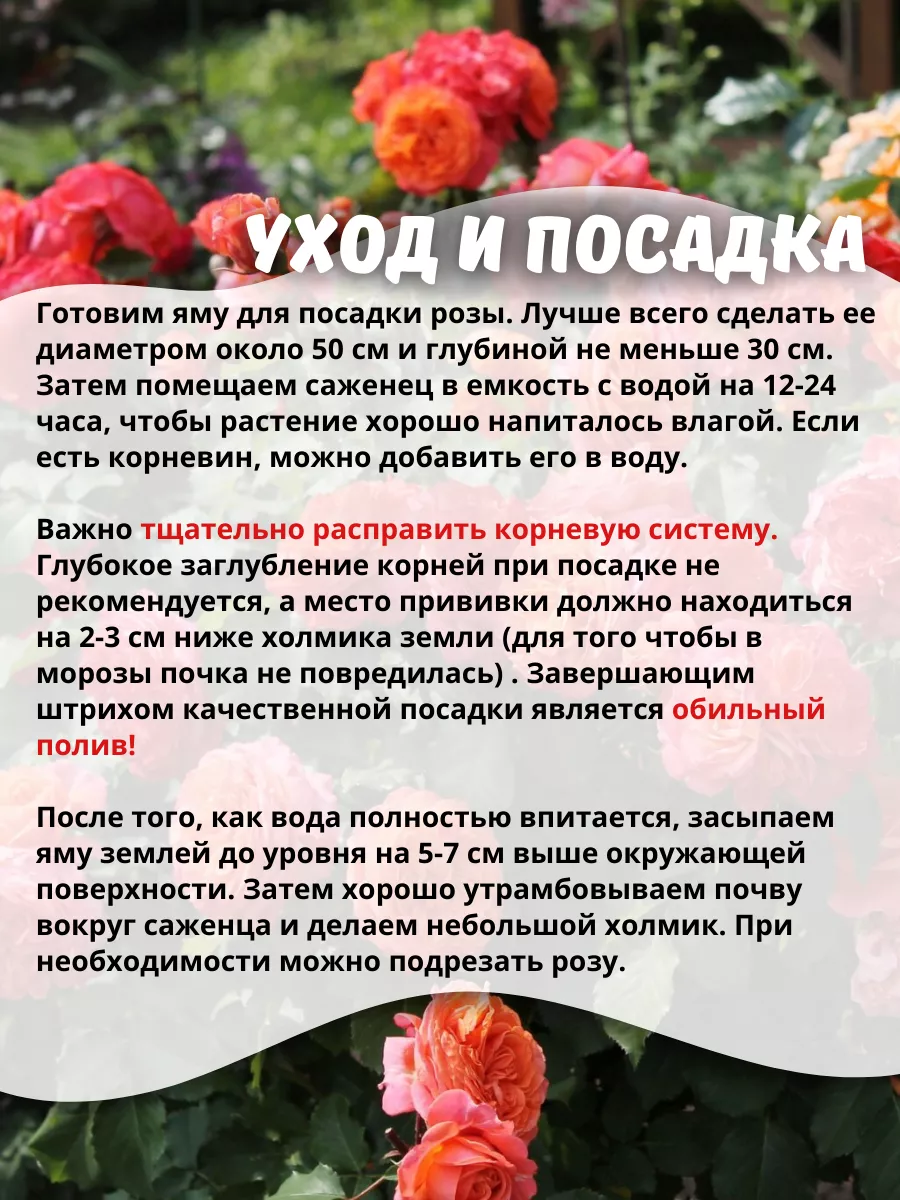 огород-сад | Tomato seeds, Heirloom vegetables, Vegetable seed