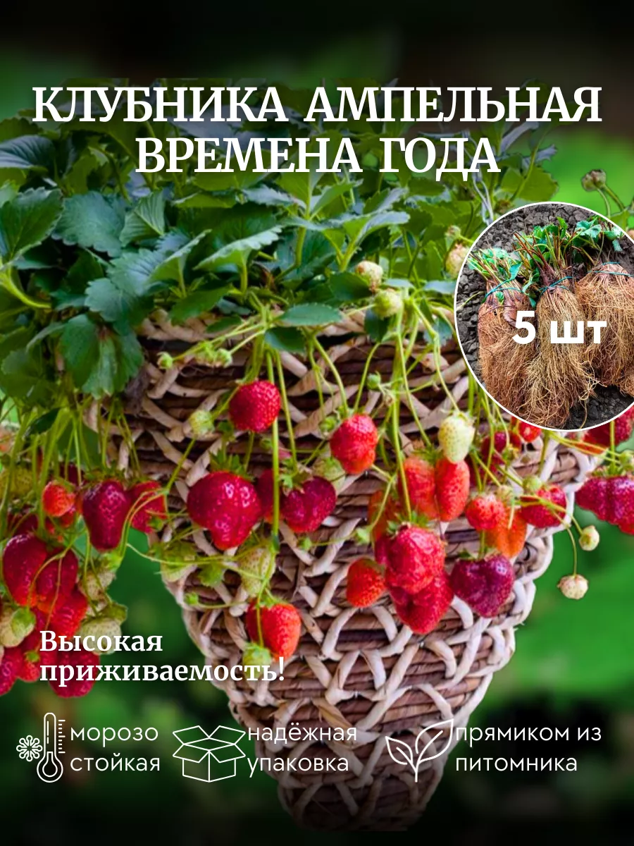 Рассада клубники саженцы 5 шт ОНЛАЙН САД 217634972 купить за 395 ₽ в  интернет-магазине Wildberries