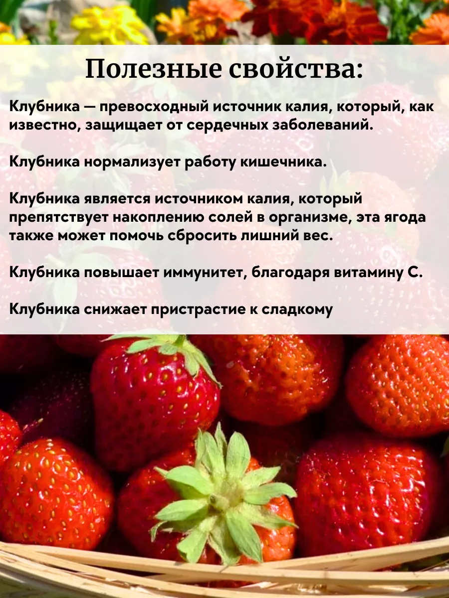 Рассада клубники саженцы 5 шт ОНЛАЙН САД 217634972 купить за 395 ₽ в  интернет-магазине Wildberries