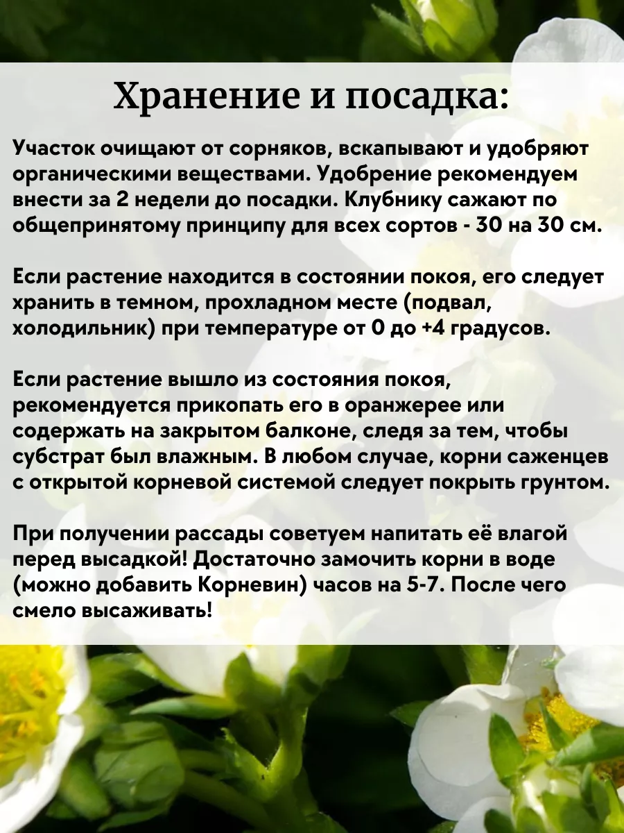 Рассада клубники саженцы 5 шт ОНЛАЙН САД 217634972 купить за 396 ₽ в  интернет-магазине Wildberries