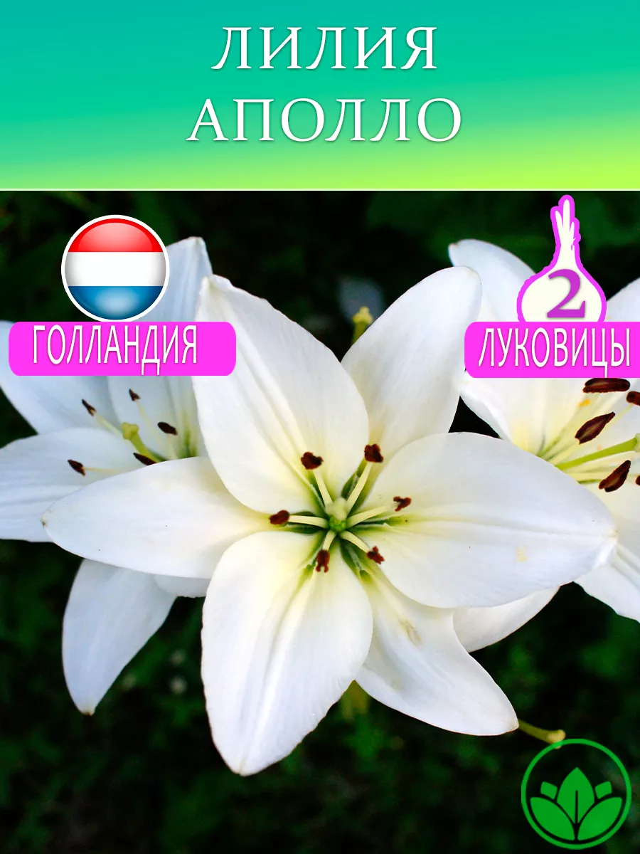 Лилия Аполло Луковицы