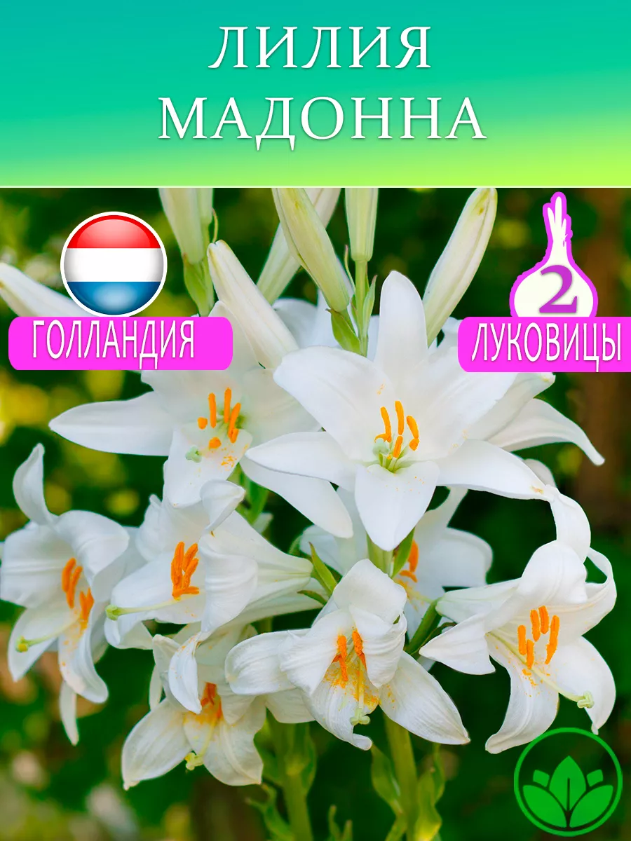 Лилия Мадонна Луковицы