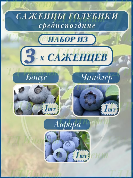 Город саженцев Саженцы голубики среднепоздней, набор 3 шт (2,5 года)