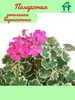 Пеларгония зональная вариегатная (герань саженец) Flower House 217996244 купить за 360 ₽ в интернет‑магазине Wildberries