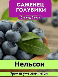 Саженцы голубики садовой Голубика морозостойкая 218042524 купить за 487 ₽ в интернет-магазине Wildberries