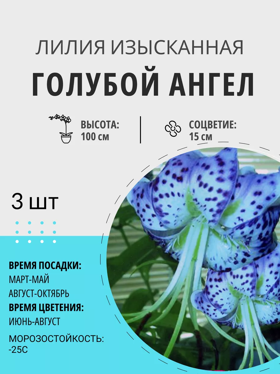 Лилия Голубой Ангел луковичные многолетние цветы Цветочная Птичка 218089921  купить за 288 ₽ в интернет-магазине Wildberries