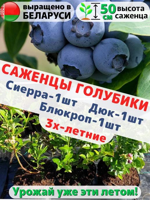 саженцы голубики в горшке С2 Сиерра, Дюк, Блюкроп 3 года