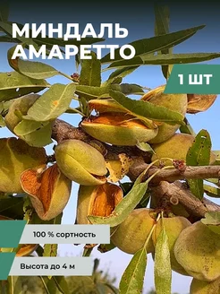 Саженцы Миндаля Амаретто Время Сажать 218169731 купить за 362 ₽ в интернет‑магазине Wildberries