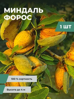 Саженцы Миндаля Форос Время Сажать 218169732 купить за 364 ₽ в интернет‑магазине Wildberries