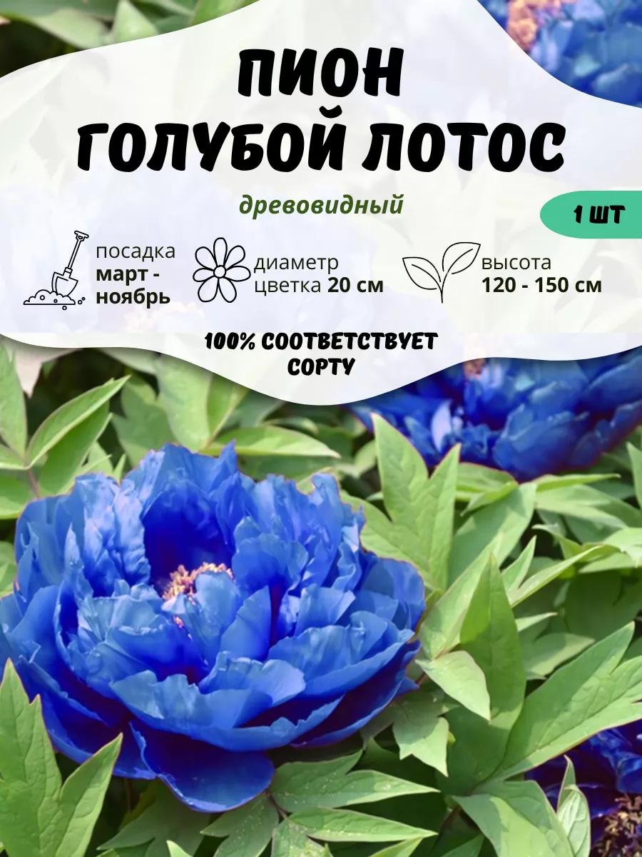 Саженцы Пион Голубой ОНЛАЙН САД 218196467 купить за 795 ₽ в  интернет-магазине Wildberries