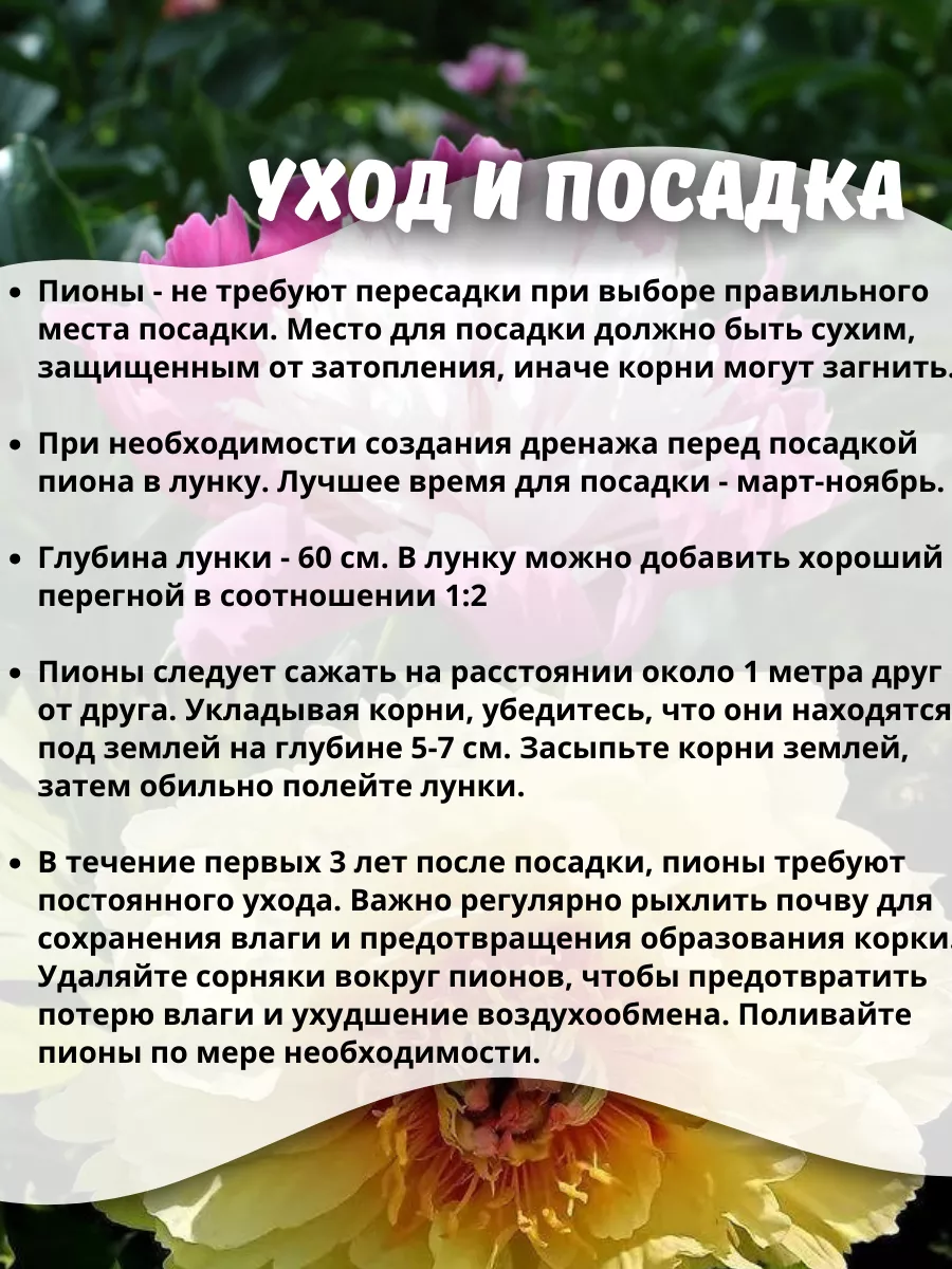 Саженцы Пион Голубой ОНЛАЙН САД 218196467 купить за 795 ₽ в  интернет-магазине Wildberries