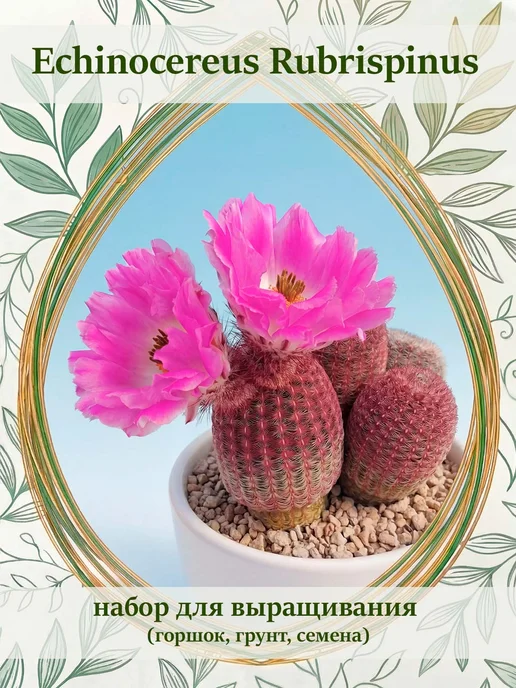 Стильные горшочки Echinocereus (набор для выращивания кактсусов), 5 шт
