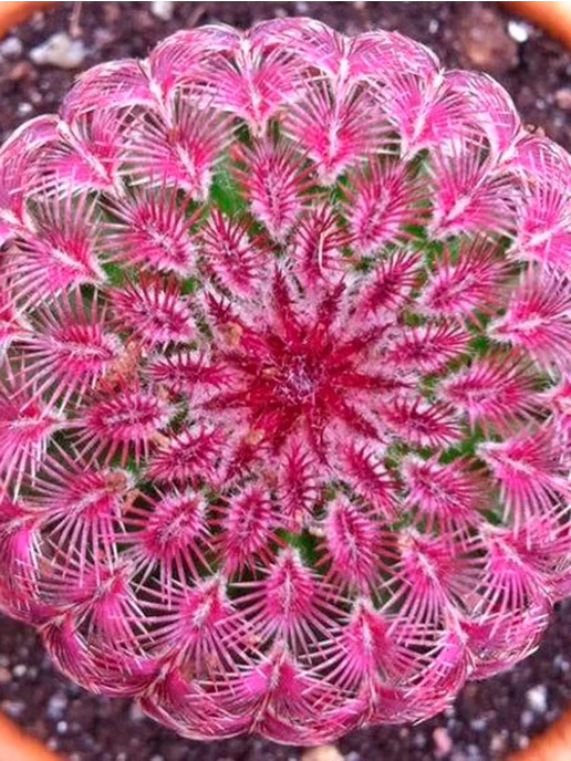 Стильные горшочки Echinocereus (набор для выращивания кактсусов), 5 шт, фото 2