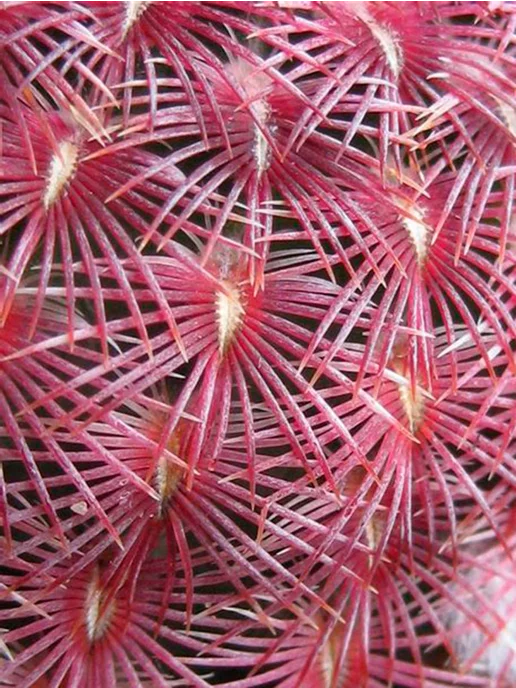 Стильные горшочки Echinocereus (набор для выращивания кактсусов), 5 шт, фото 3