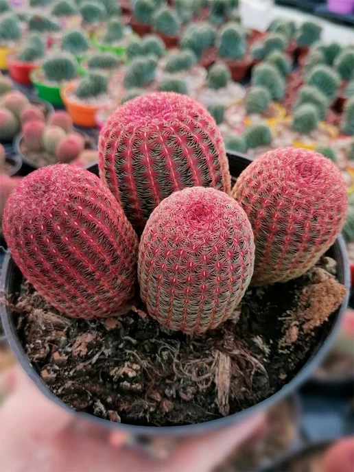 Стильные горшочки Echinocereus (набор для выращивания кактсусов), 5 шт, фото 4