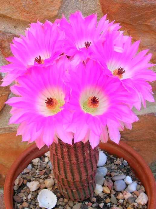 Стильные горшочки Echinocereus (набор для выращивания кактсусов), 5 шт, фото 5