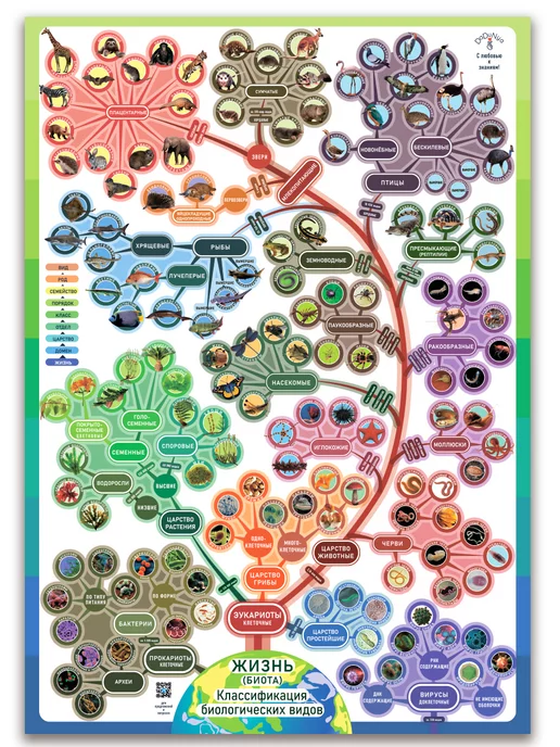 DaDuNya Классификация всех живых видов в биологии