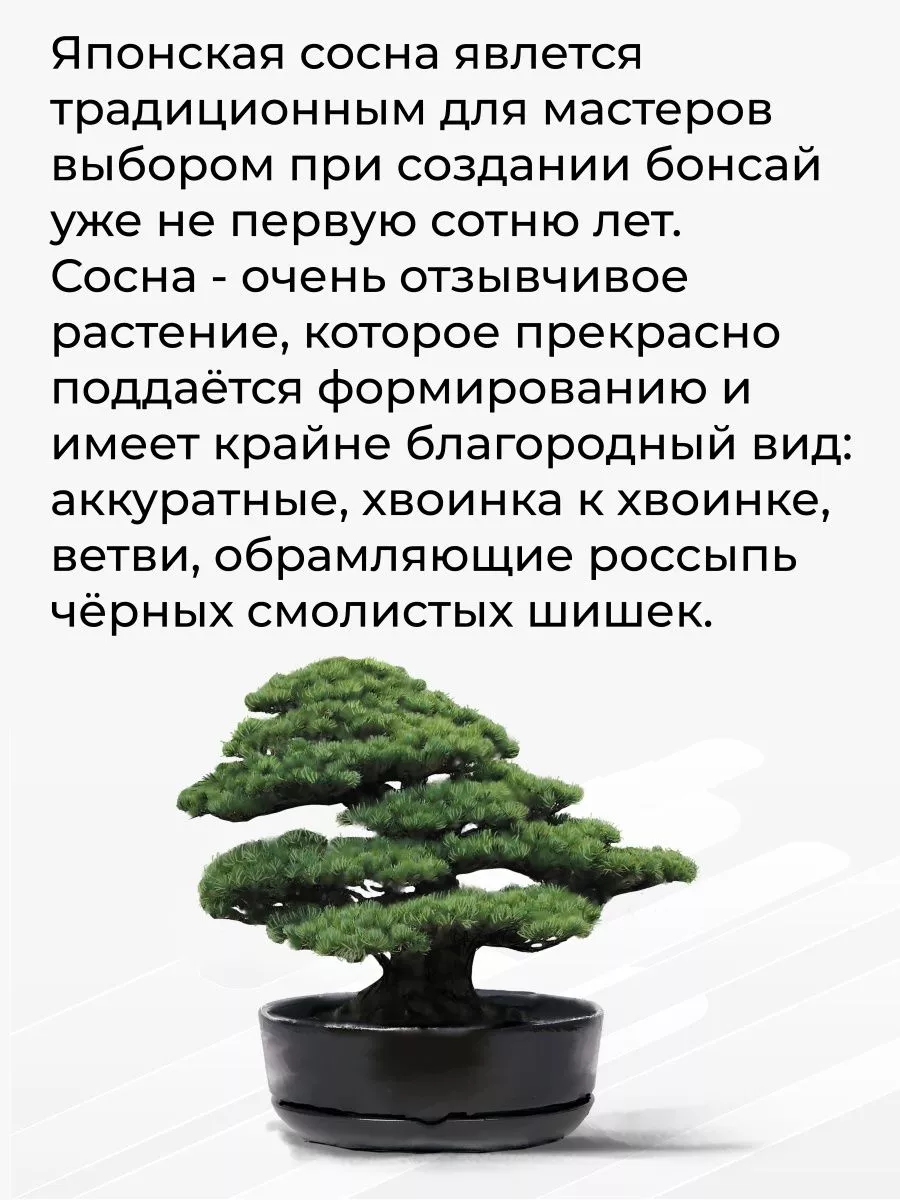 Набор для выращивания растений и деревьев бонсай для дома Сад радости  218789773 купить за 1 322 ₽ в интернет-магазине Wildberries