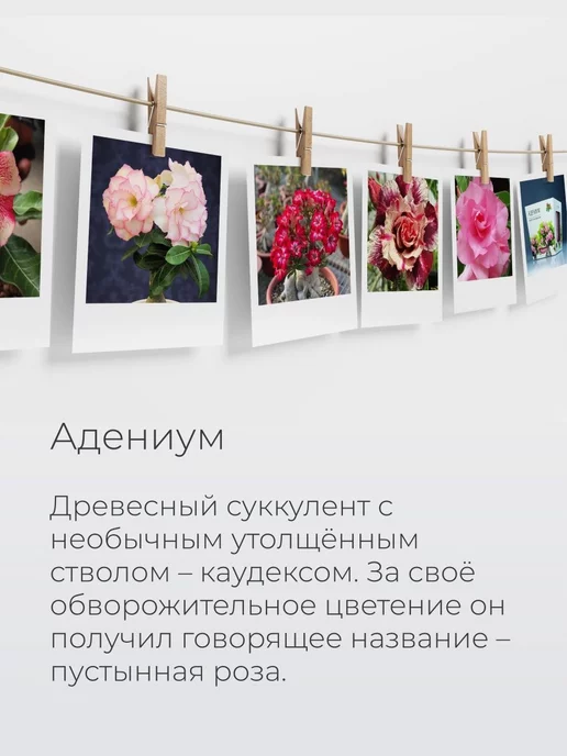 Магия Цветов Адениум Набор для выращивания растений, вариант, фото 3