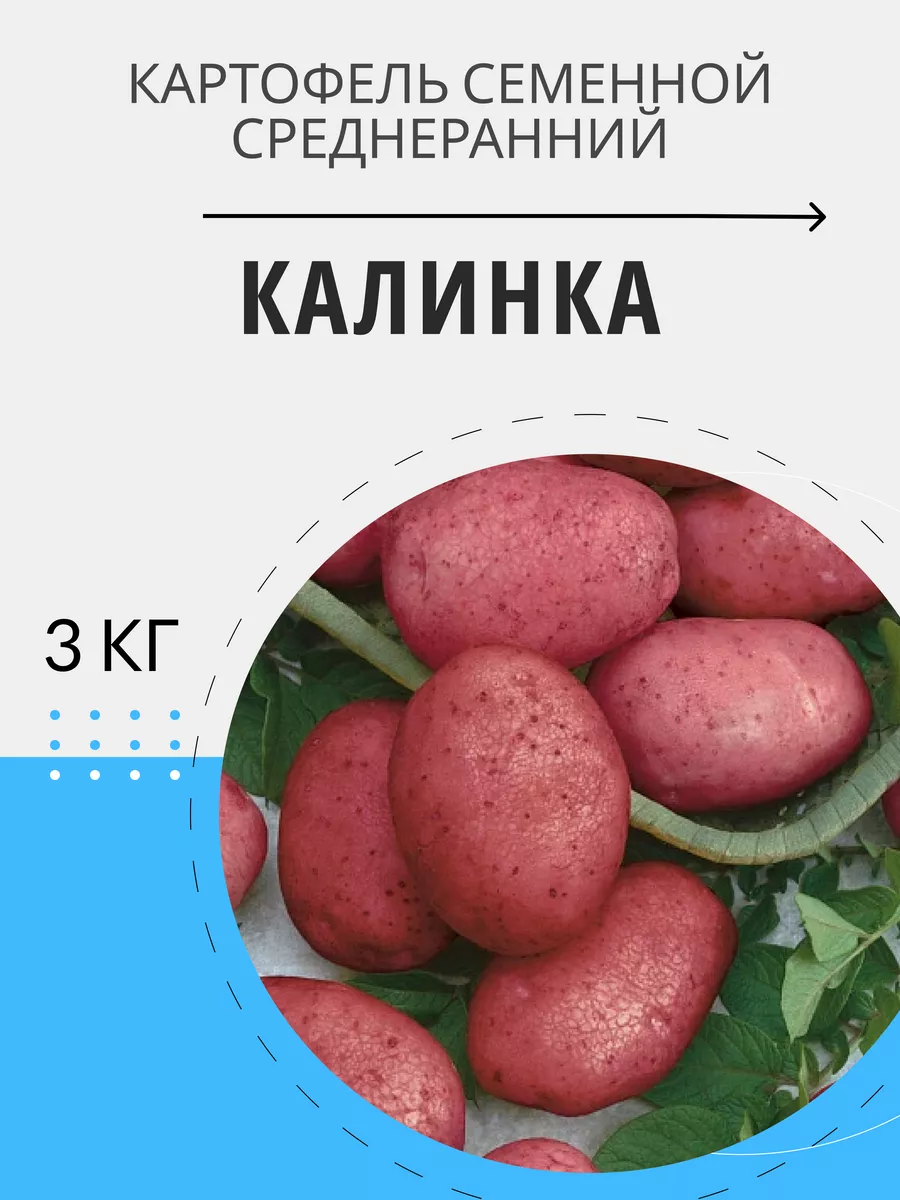 Картофель калинка описание сорта фото отзывы. Картофель калинка описание сорта фото отзывы. Картофель калинка описание сорта фото отзывы. Картофель калинка разваривается. Повелитель просторов картофель.